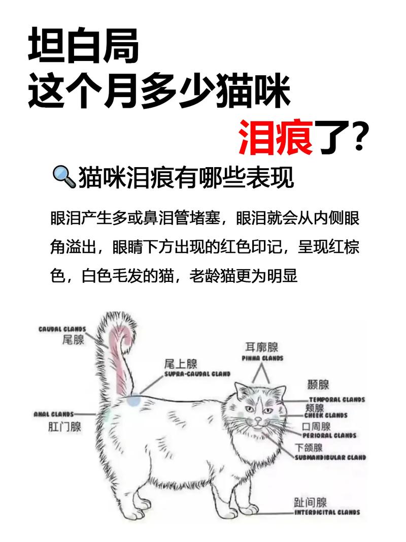 猫咪泪痕过重？5个原因及应对策略