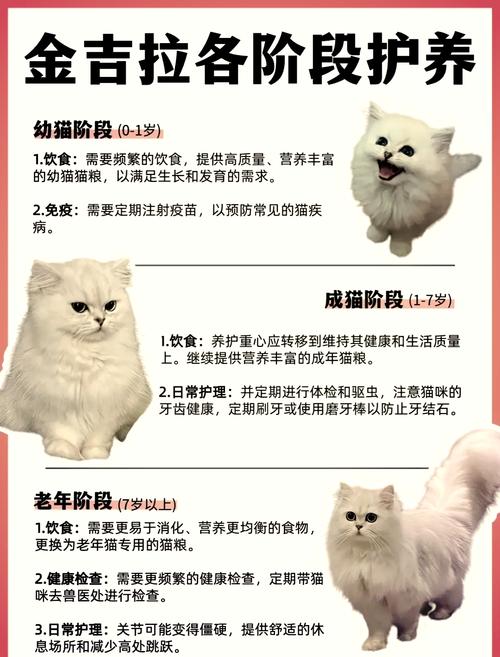 探索猫咪球形虫的奇妙世界