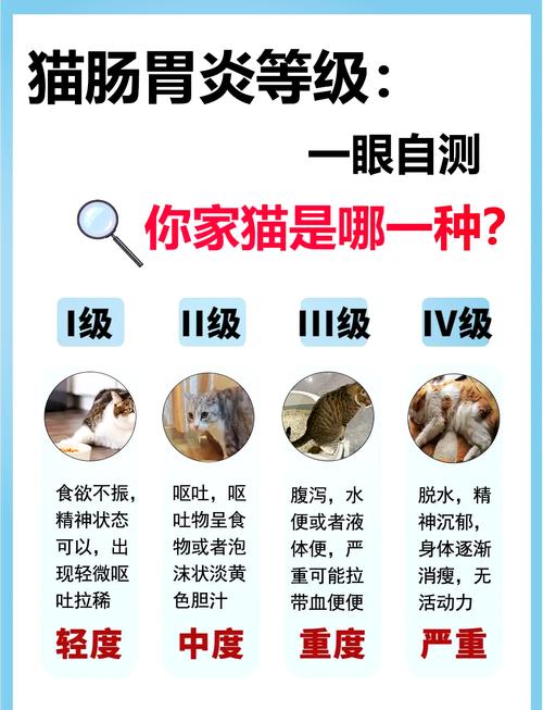 猫咪便秘消瘦？——了解并处理宠物消化问题的实用指南