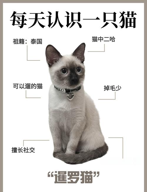 探索泰国猫咪的神秘魅力，从暹罗猫到吉拉蒂猫