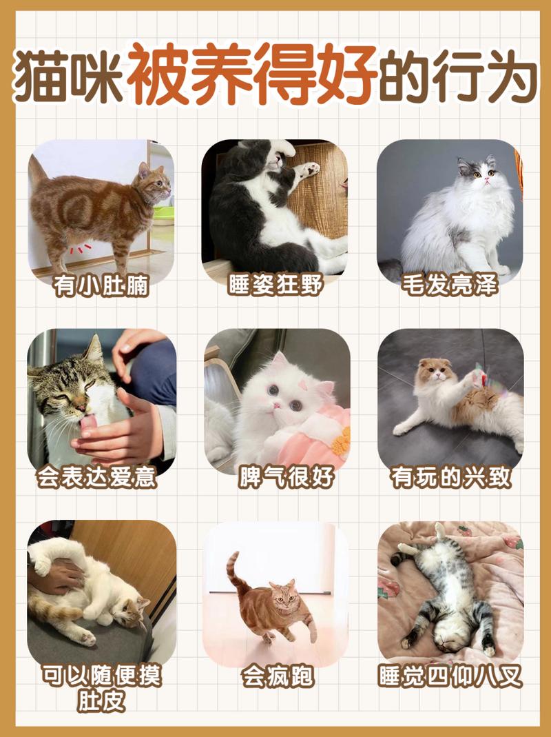 猫咪的温柔与挑战，养猫需具备哪些素养？