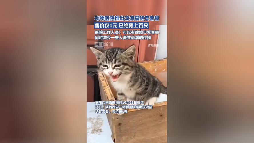 商丘猫咪绝育，关爱动物健康与社会和谐的双重责任