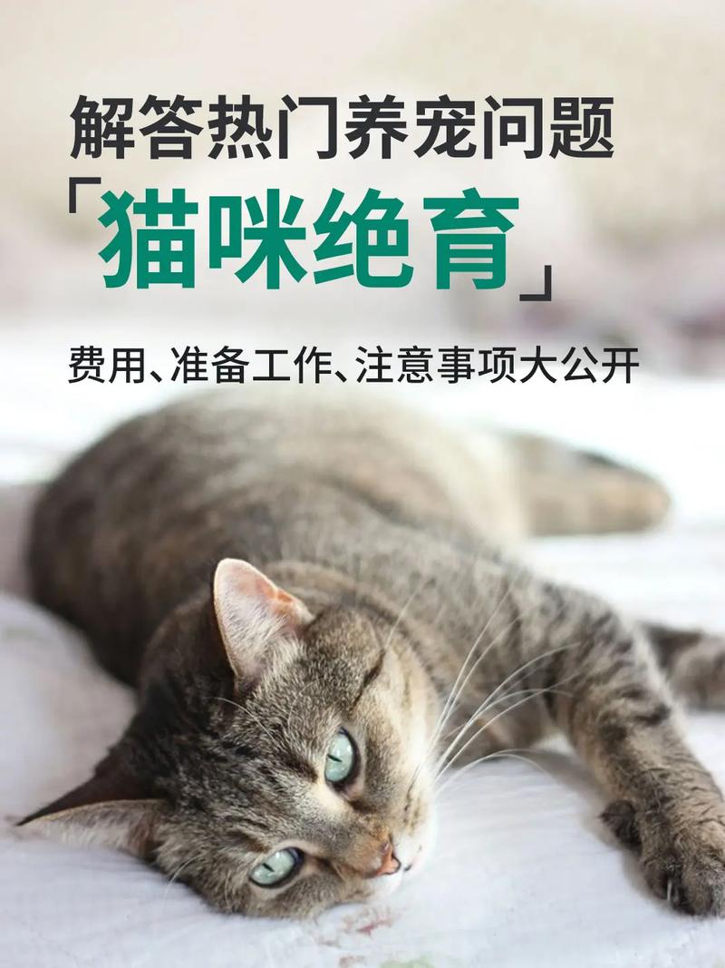 养猫大计——猫咪绝育的必要性与经济考量