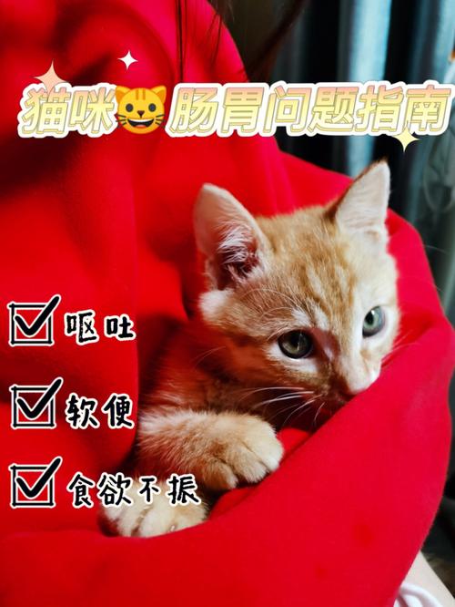 猫咪红色痘痘，了解原因与护理方法