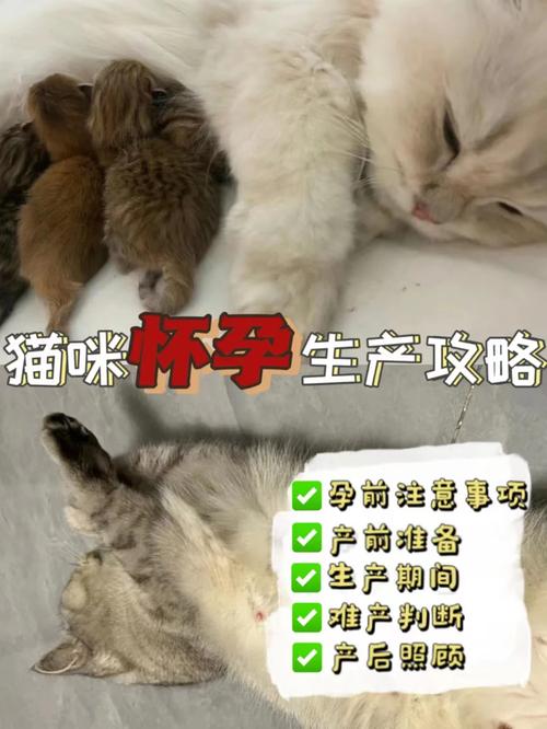 揭秘猫咪的神秘生产周期