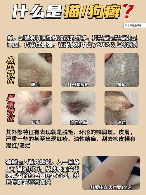 猫咪真菌结痂，了解病因与护理要点