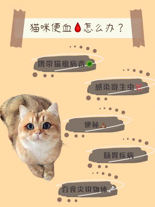 猫咪便秘便血，如何识别和处理