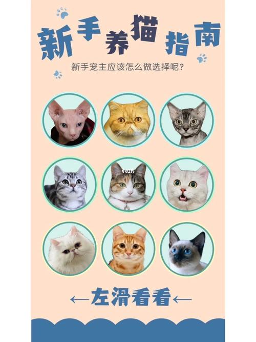 解决猫咪皮屑问题，全面指南