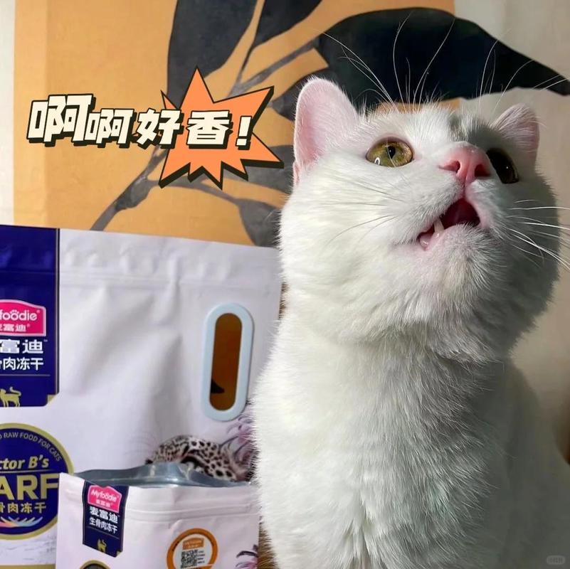 猫咪腹部异常硬朗？了解潜在健康风险