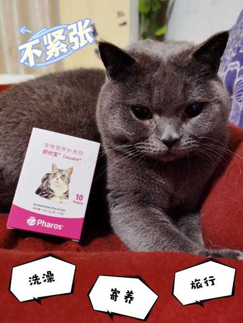 轻松应对，如何有效缓解猫咪的紧张情绪