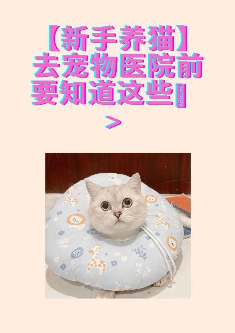 猫咪的健康守护者，揭秘猫咪专科医院的魔力