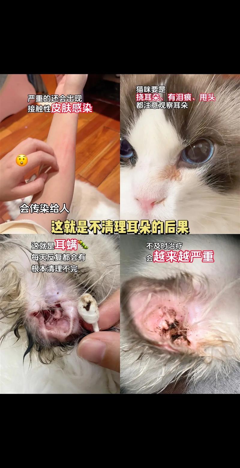 揭秘猫咪为何突然挠耳朵的秘密