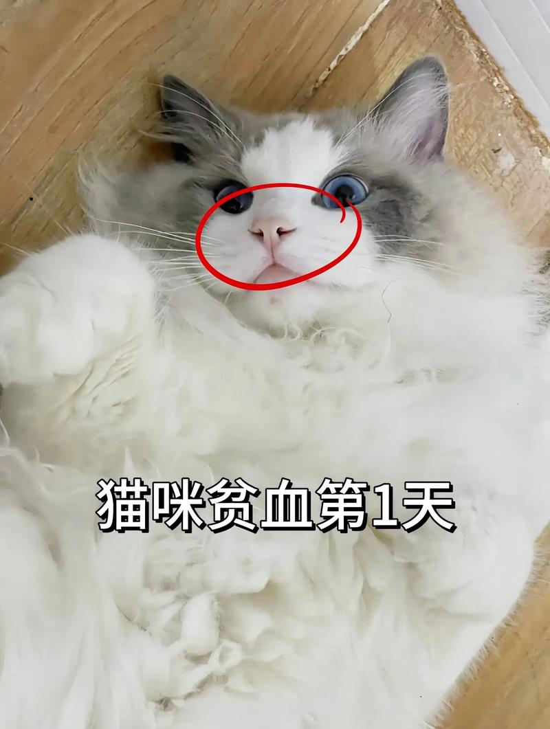 猫咪真的能吃乌鸡吗？专家观点与营养解读