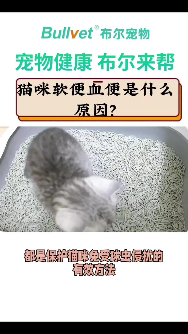 猫咪球虫病，了解它的严重性与应对措施