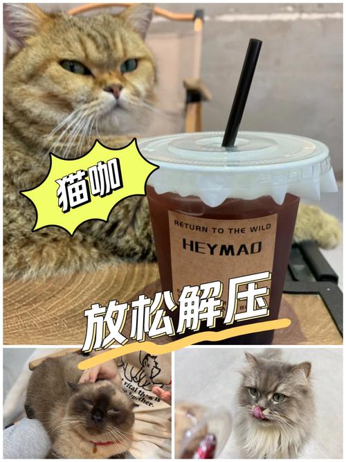 猫咪的呼唤，五大秘诀让你的家成为它们的天堂