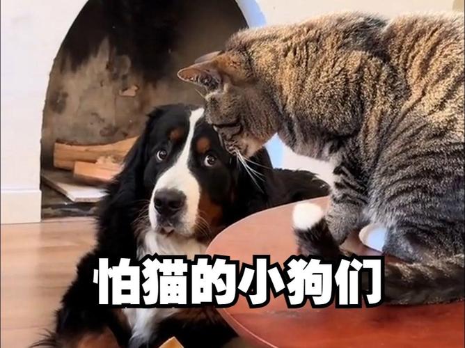 狗真的害怕猫咪吗？