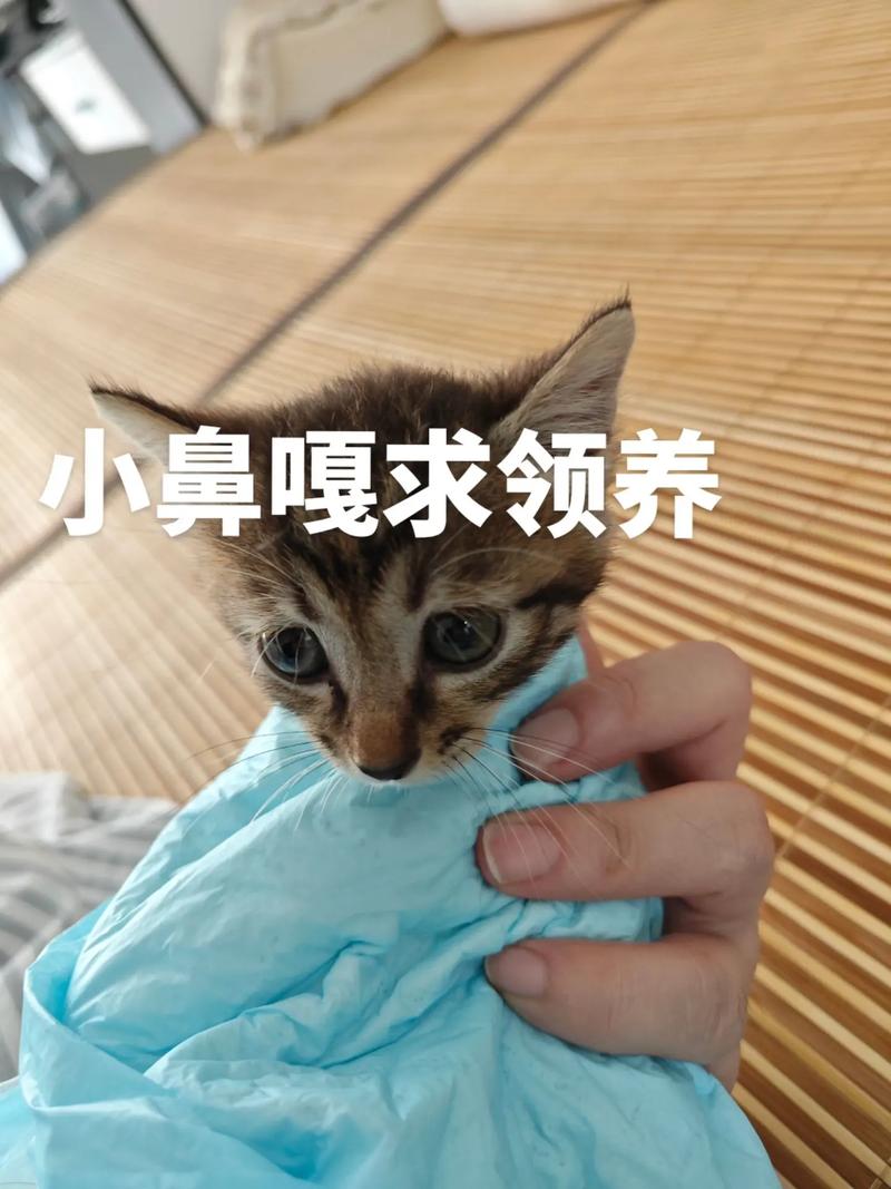 哪能领养到一只可爱的猫咪？——探秘合法领养渠道