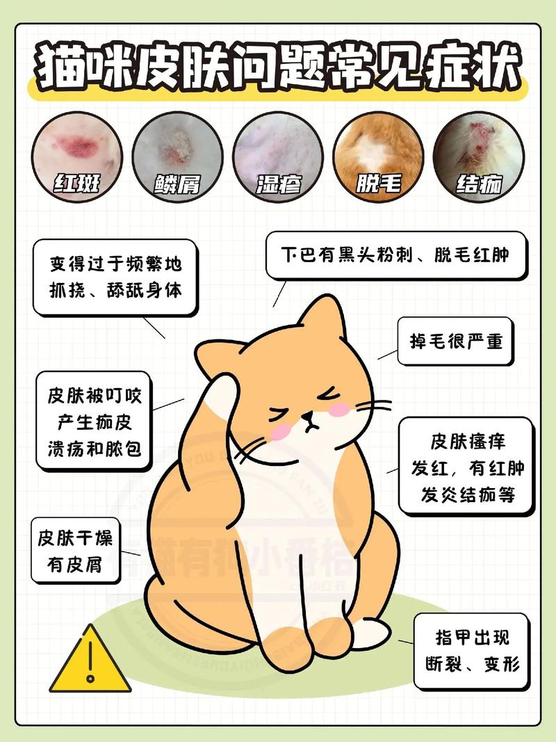 猫咪皮肤感染