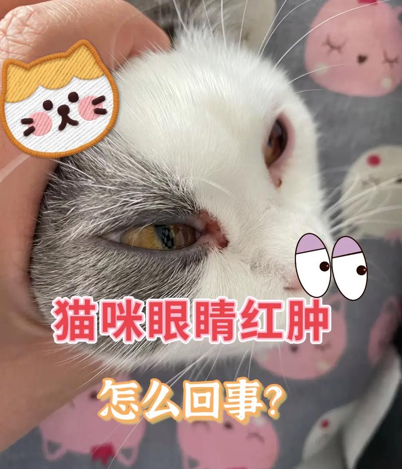 猫咪眼睑红肿外翻，如何及时发现与治疗