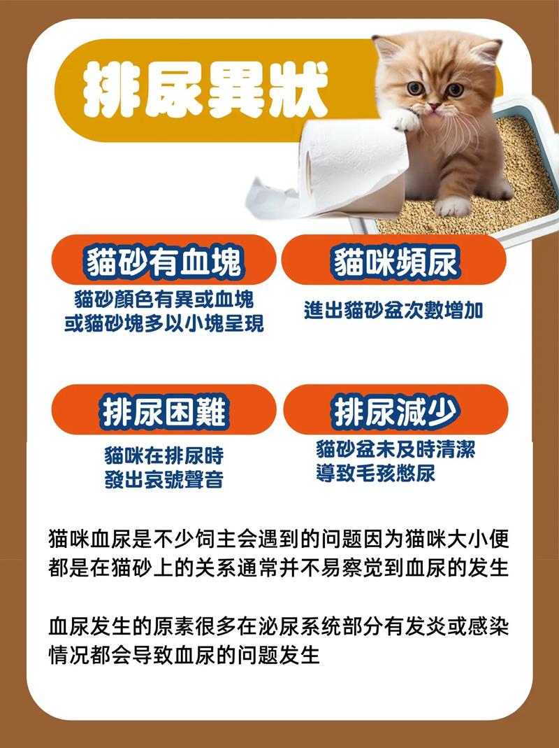 猫咪尿血，一种需要立即关注的健康信号