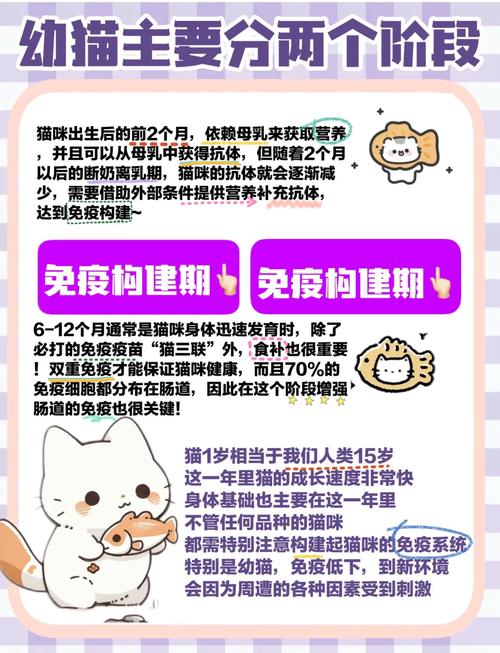 猫咪的科学喂养法