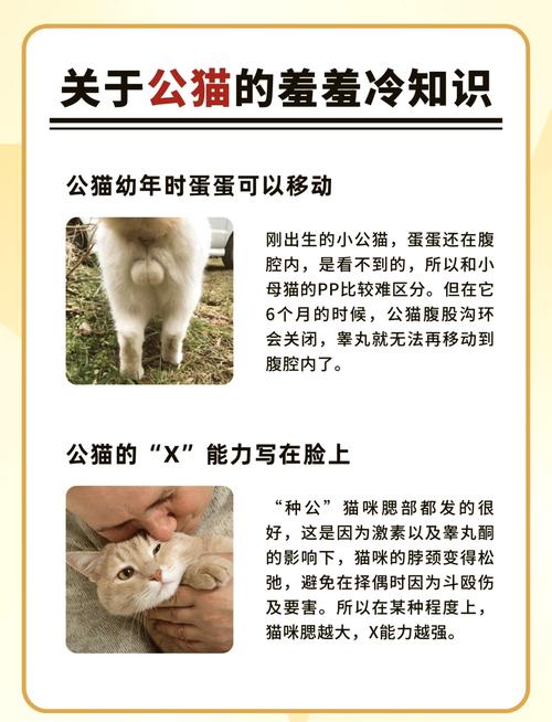 如何准确识别您的猫咪是否怀孕