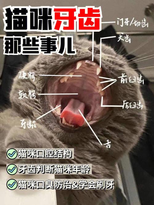 猫咪牙齿发黄与口臭的困扰及解决之道