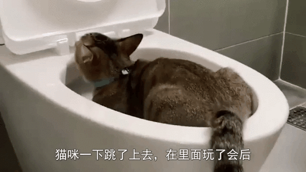 猫咪的坚毅与秘密，扒猫砂背后的故事