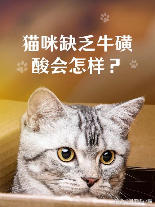 猫咪牛磺酸补充的潜在风险与注意事项