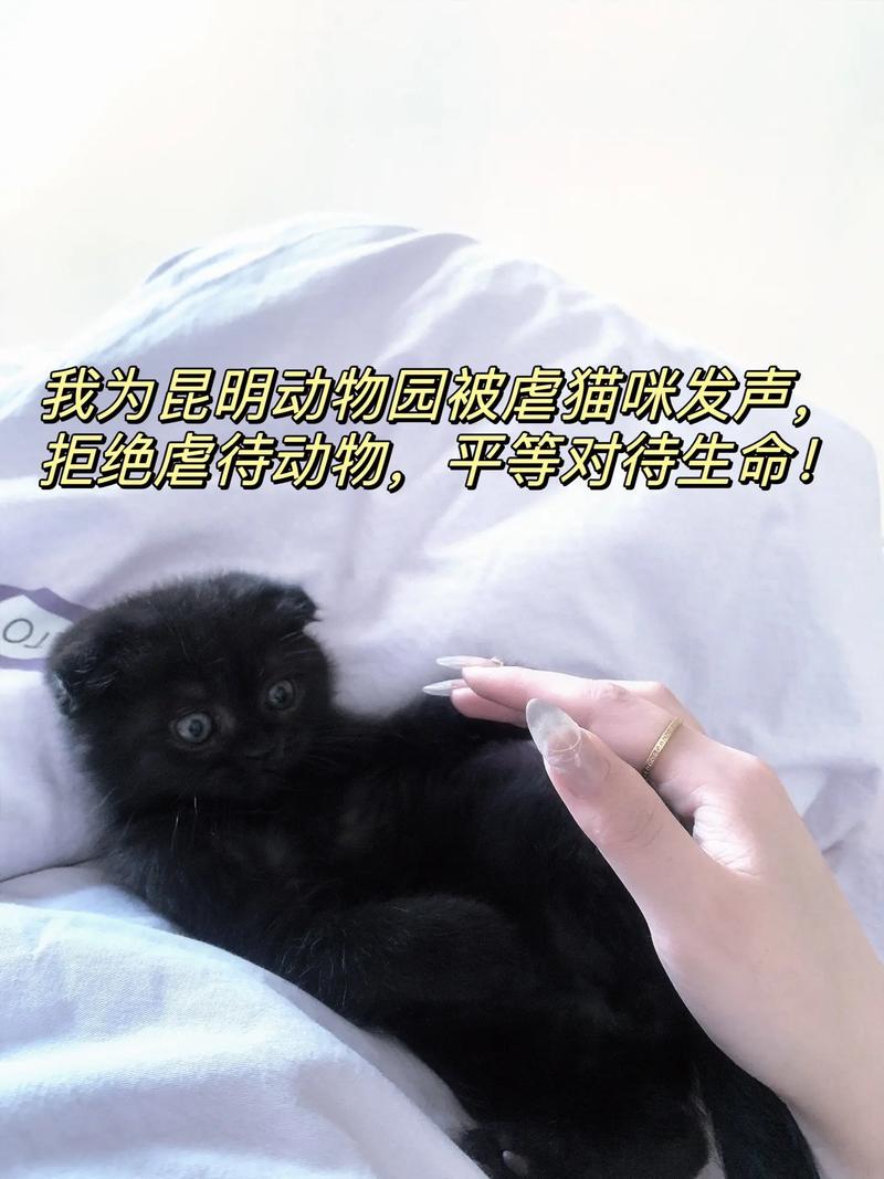 猫咪是否真的会伤害到婴儿？了解真相