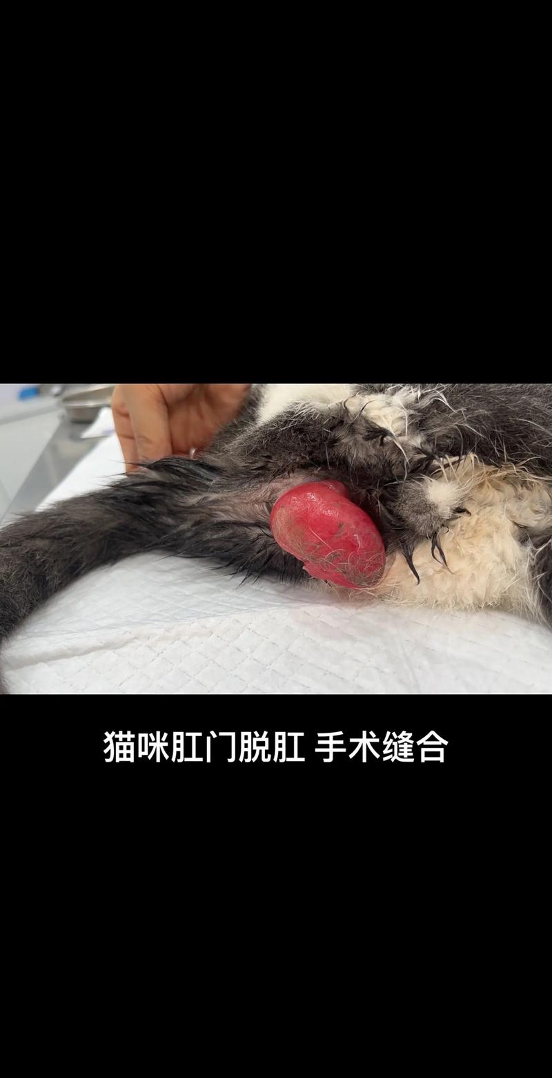 揭秘猫咪脱肛治疗费用全攻略