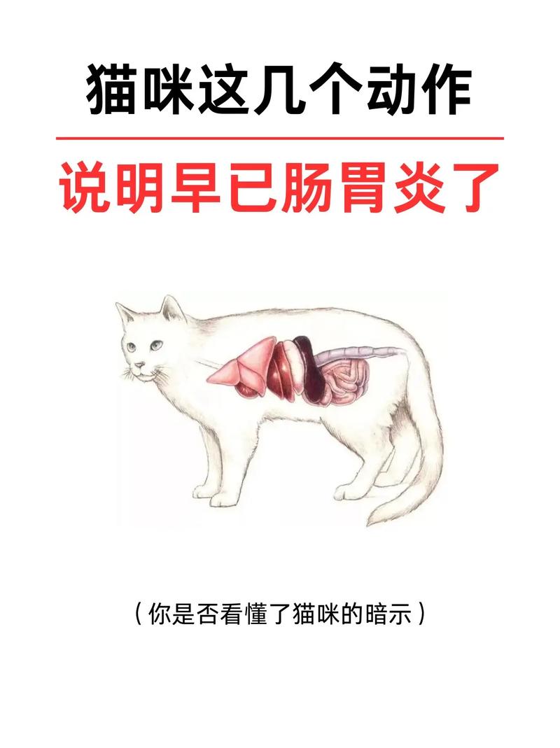 猫咪肠胃健康大法，有效方法改善猫咪肠胃不适