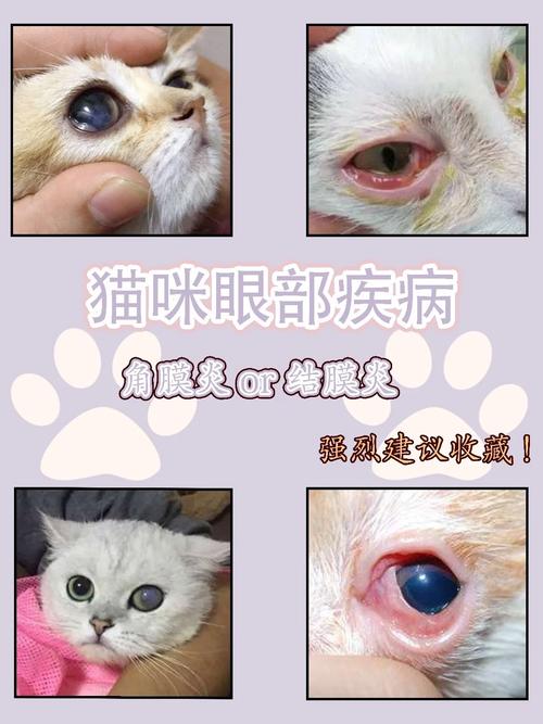 猫咪眼睛发炎，识别症状与应对措施