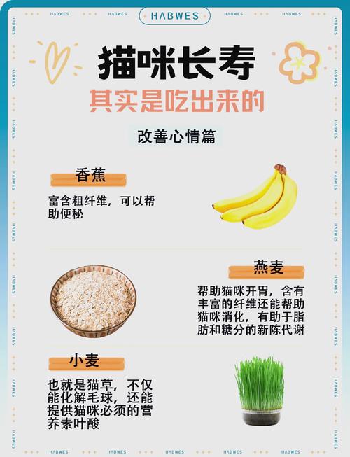 给幼小猫咪的科学饮食指南