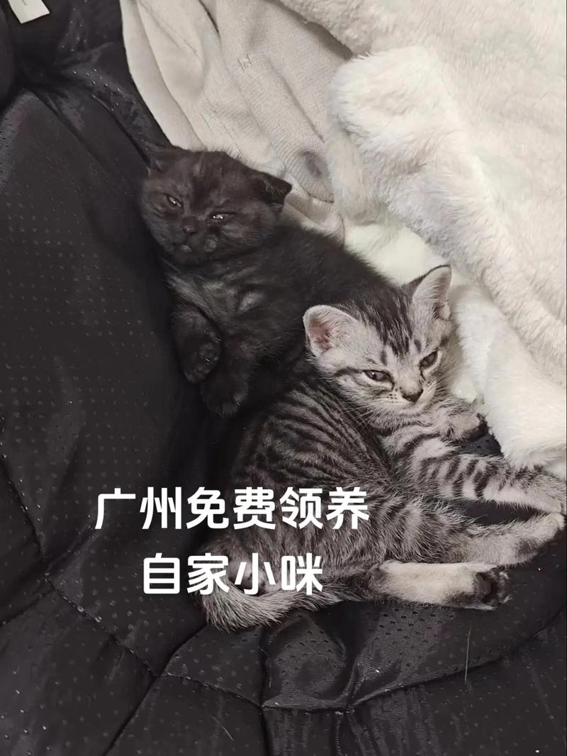 免费领养猫咪，轻松成为宠物家庭一员