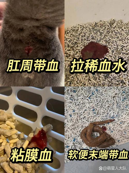 猫咪便便带血，可能是健康发出的警告信号