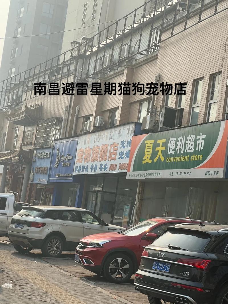 寻觅都市中的温馨港湾——探访南昌猫咪宠物店