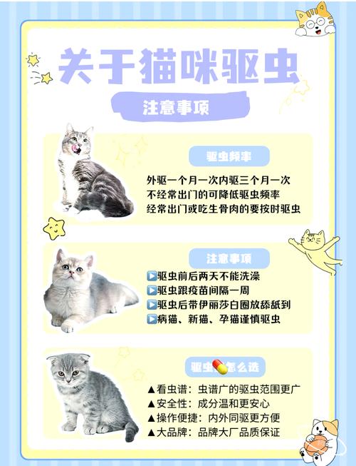 猫咪内驱外驱