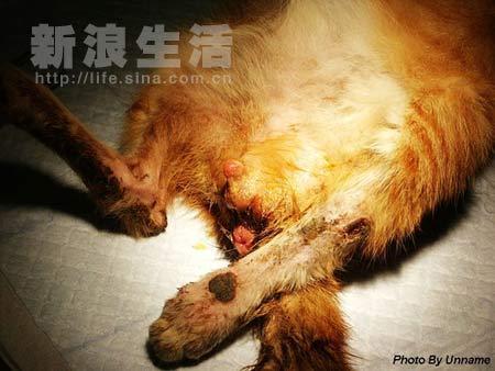 猫咪生殖器发炎，了解症状与防治方法