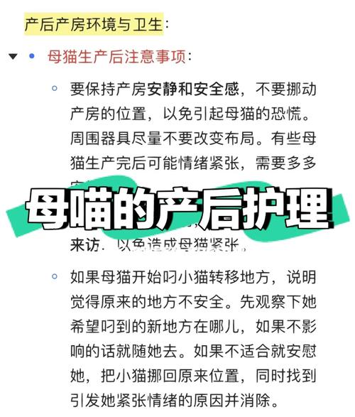 产后初期猫咪出血的常见原因及护理指南