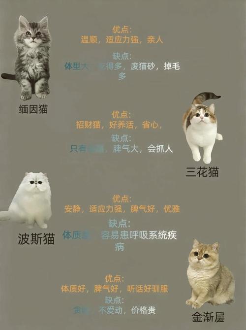 揭秘猫咪美容的价格与全攻略