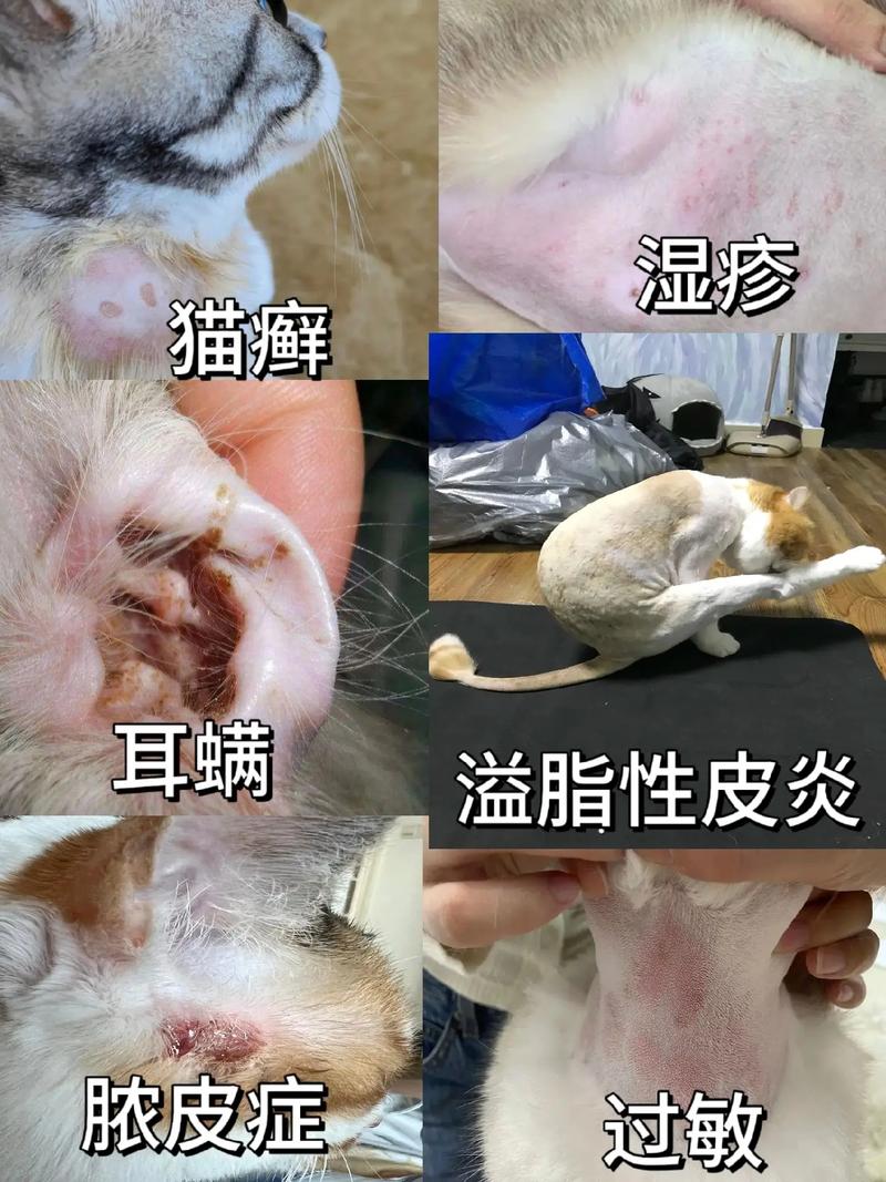 猫咪爱得皮肤病，如何识别与治疗