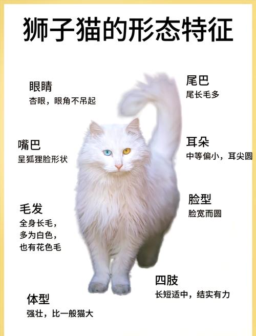 探索全球猫咪名字的魅力世界