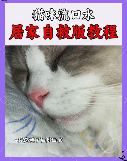 猫咪洗耳朵竟如此有趣？流口水的背后真相