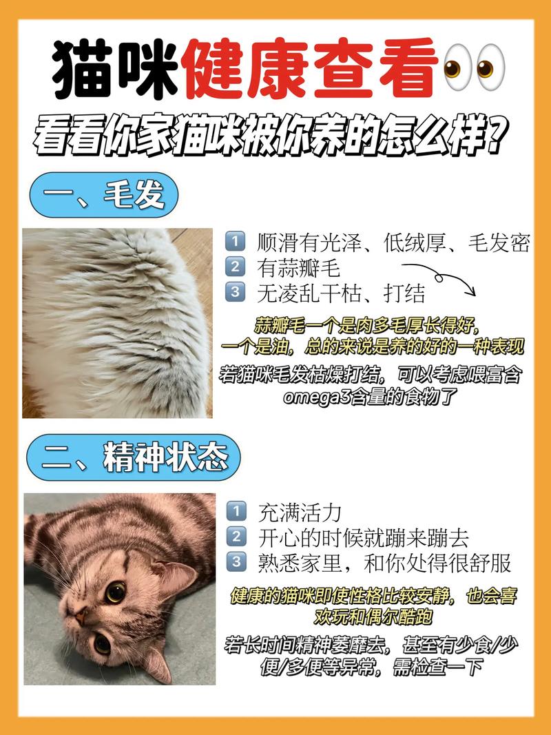 轻松养猫，让毛孩子重拾活力——为猫咪打造健康饮食计划