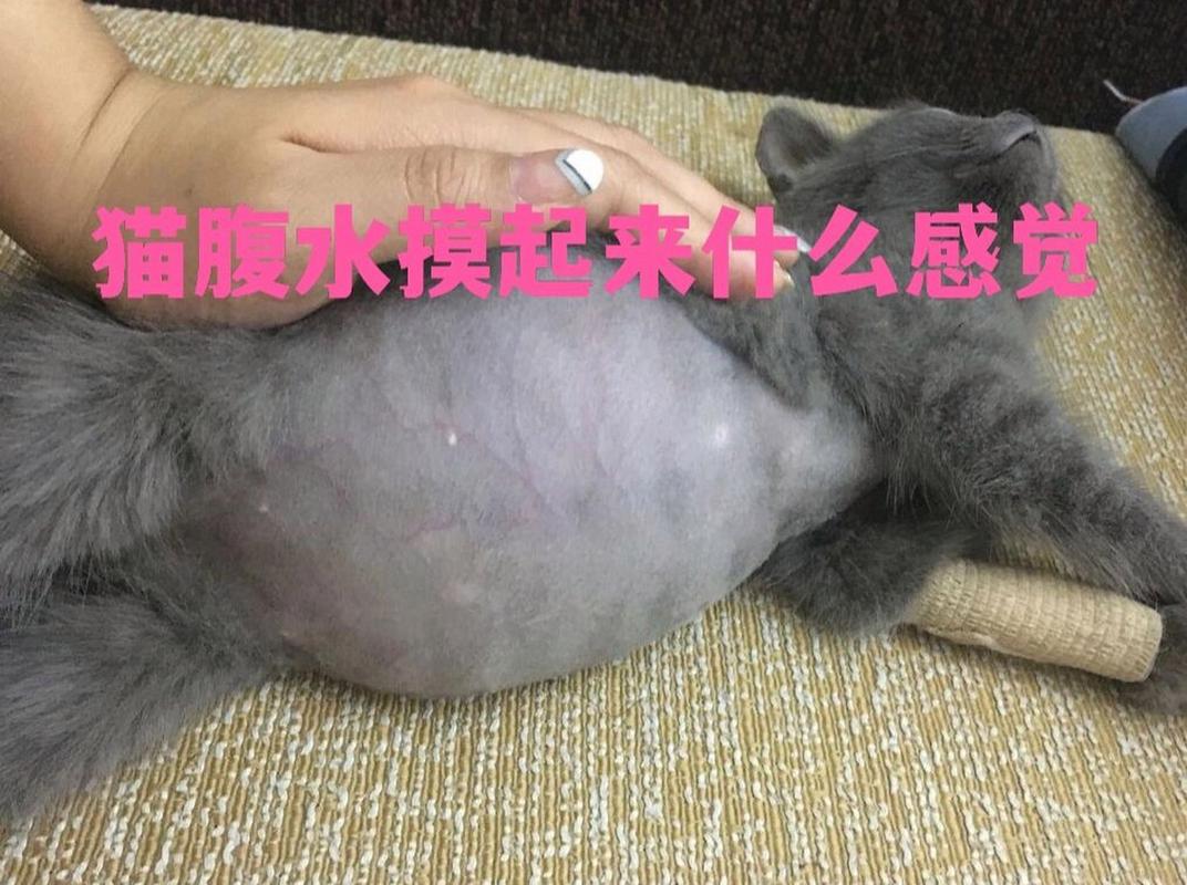 猫咪腹水的警示信号与应对策略