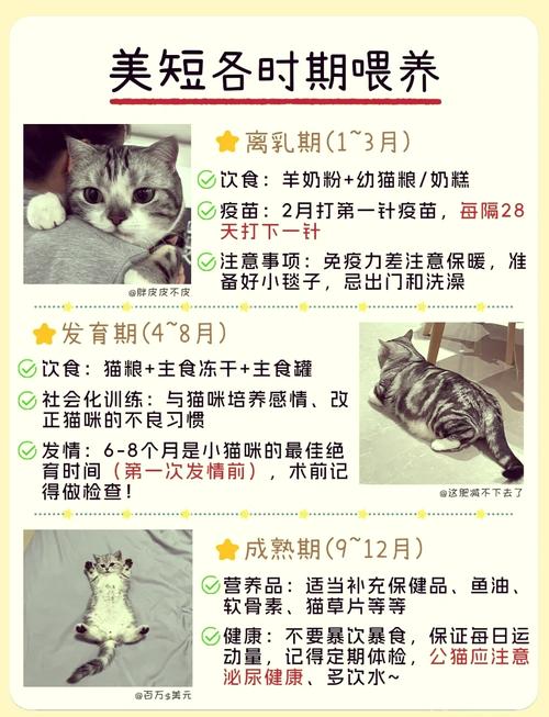 美短猫咪的日常养护全攻略