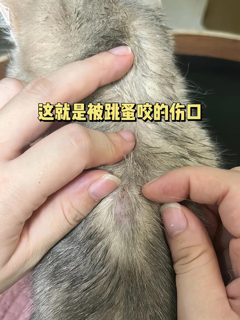 猫咪身上的跳蚤，常见问题及预防策略