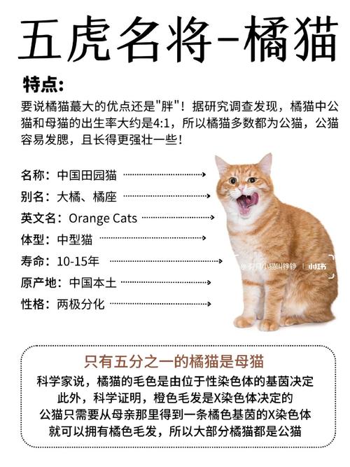 探索猫咪名字的世界——一份全面的猫咪命名指南