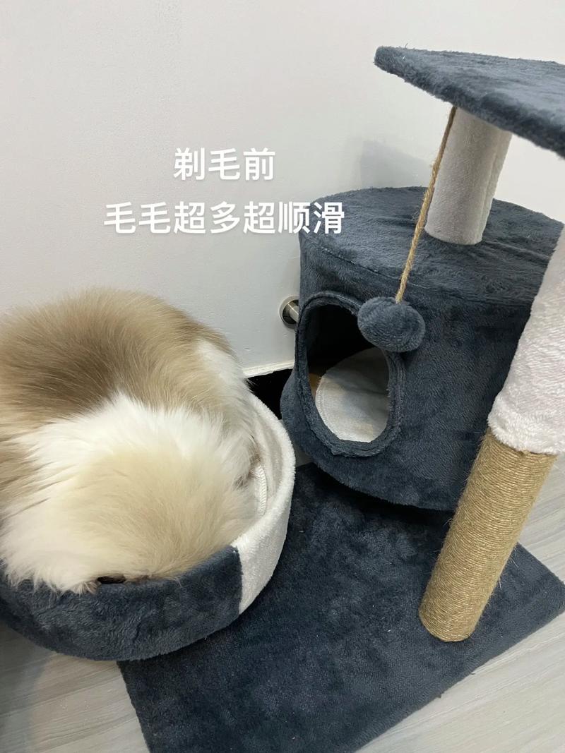 轻松掌握，如何为您的猫咪安全剃毛